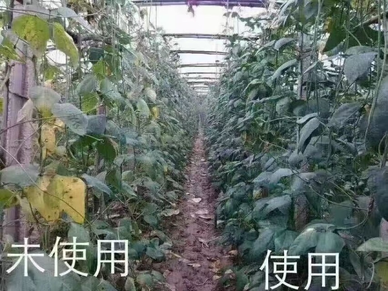 磷钾精原液，升级款磷酸二氢钾，含量高，吸收快，一肥多效