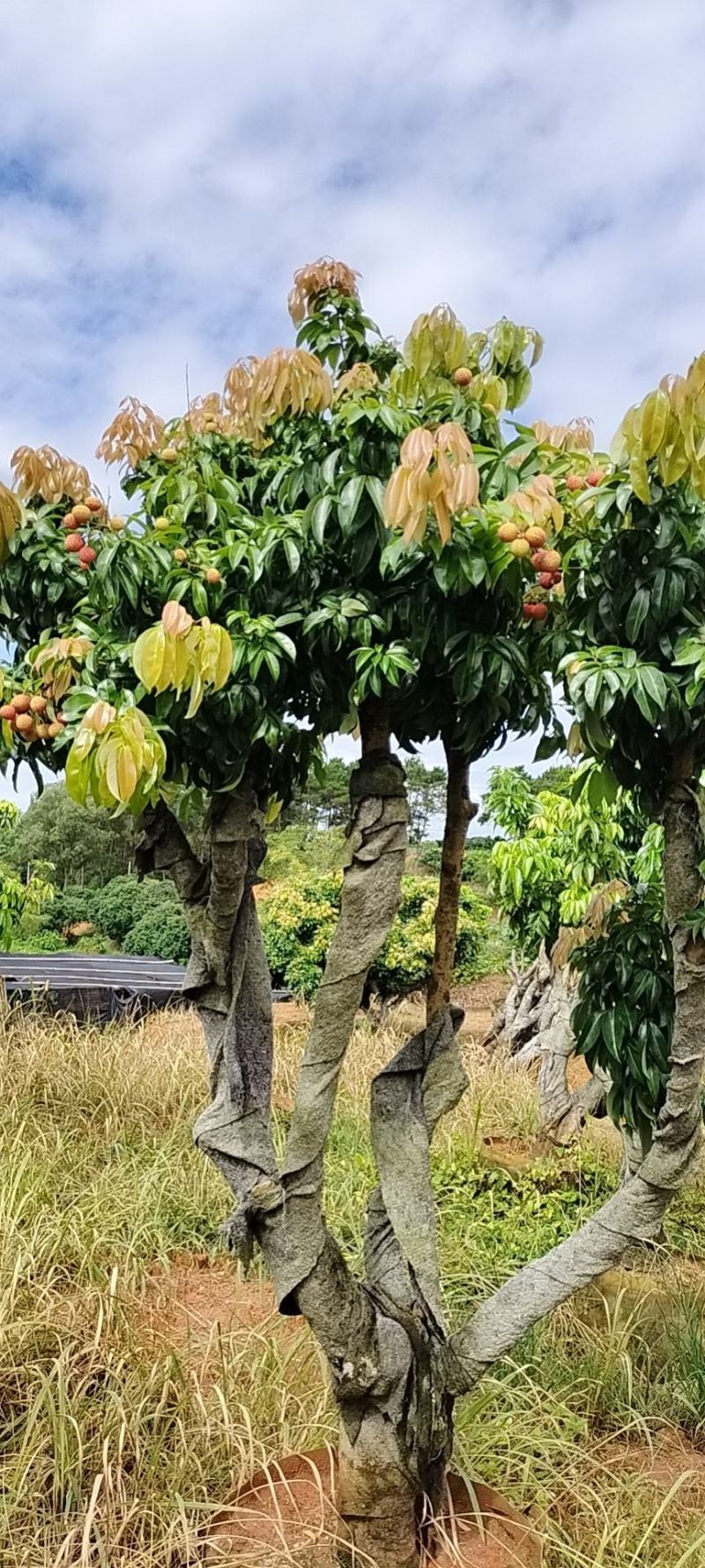 桂味树