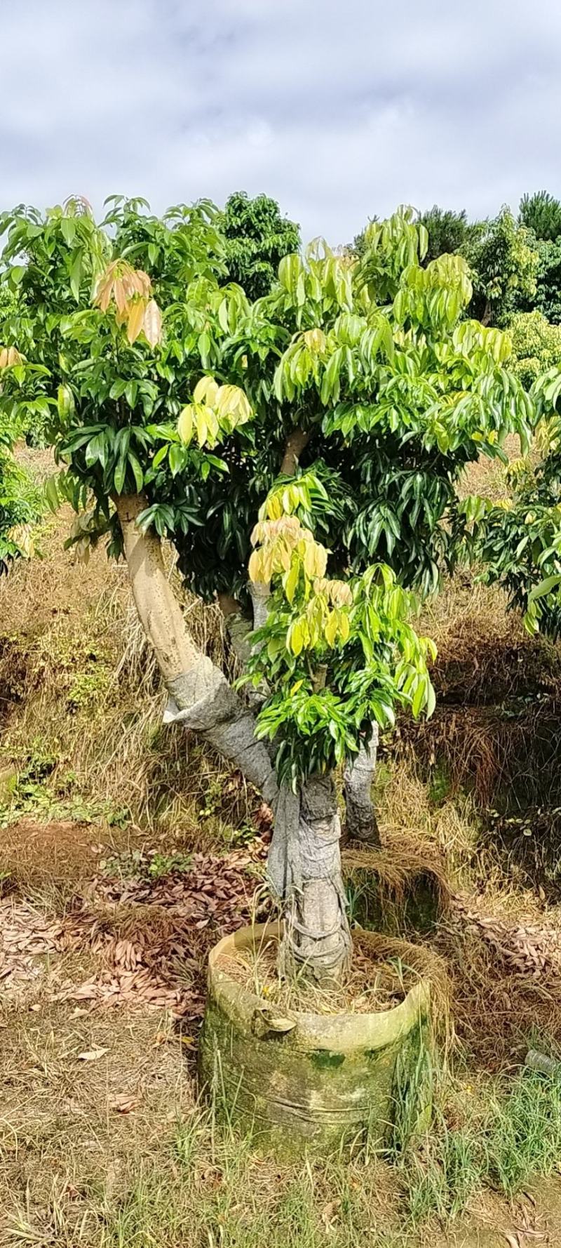 桂味树