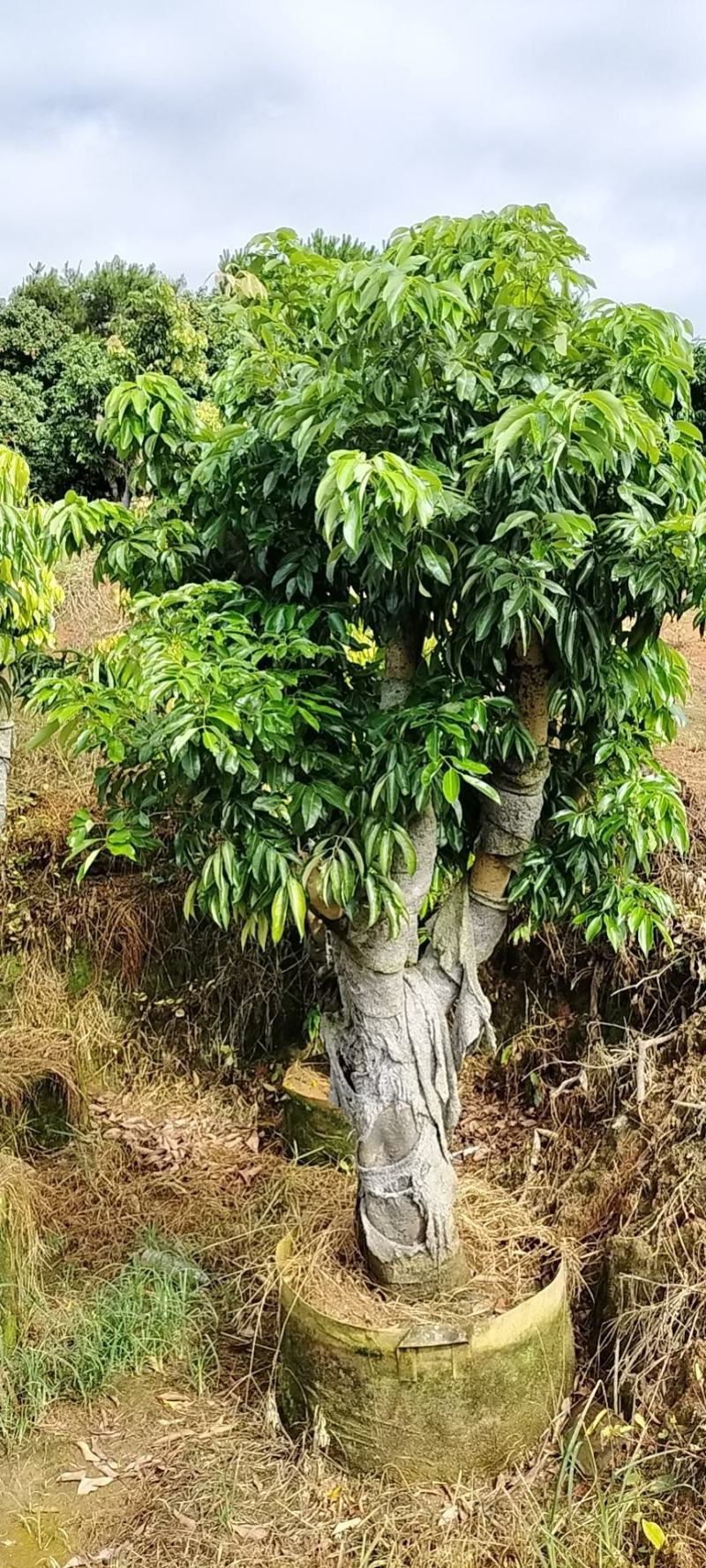 桂味树