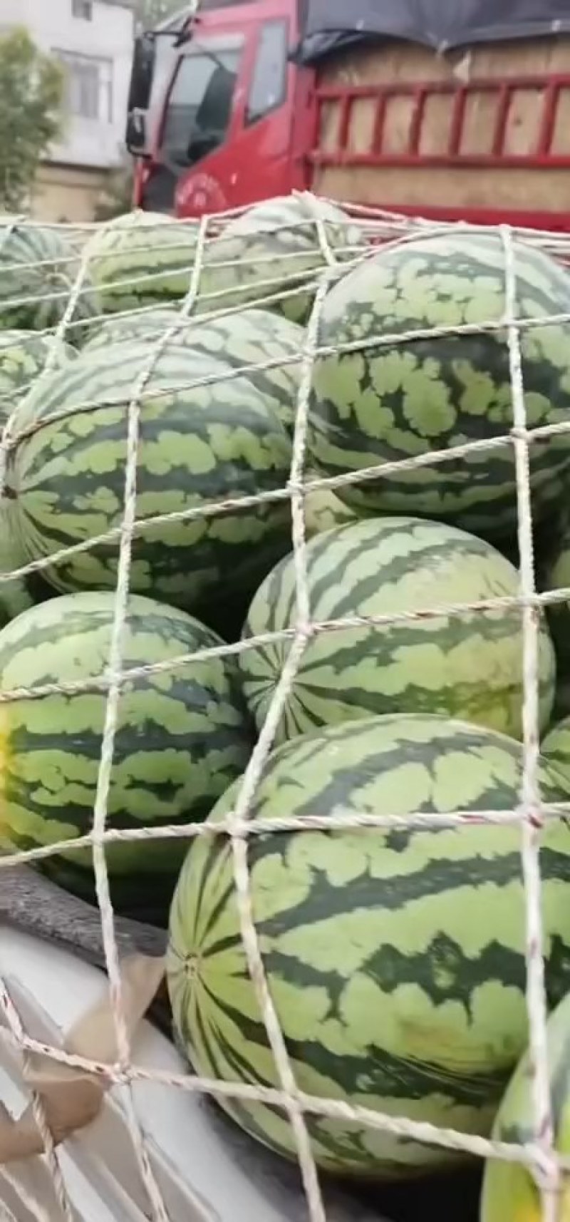 精品无籽美都西瓜直播苗，大量供应，诚信经营，质量保证