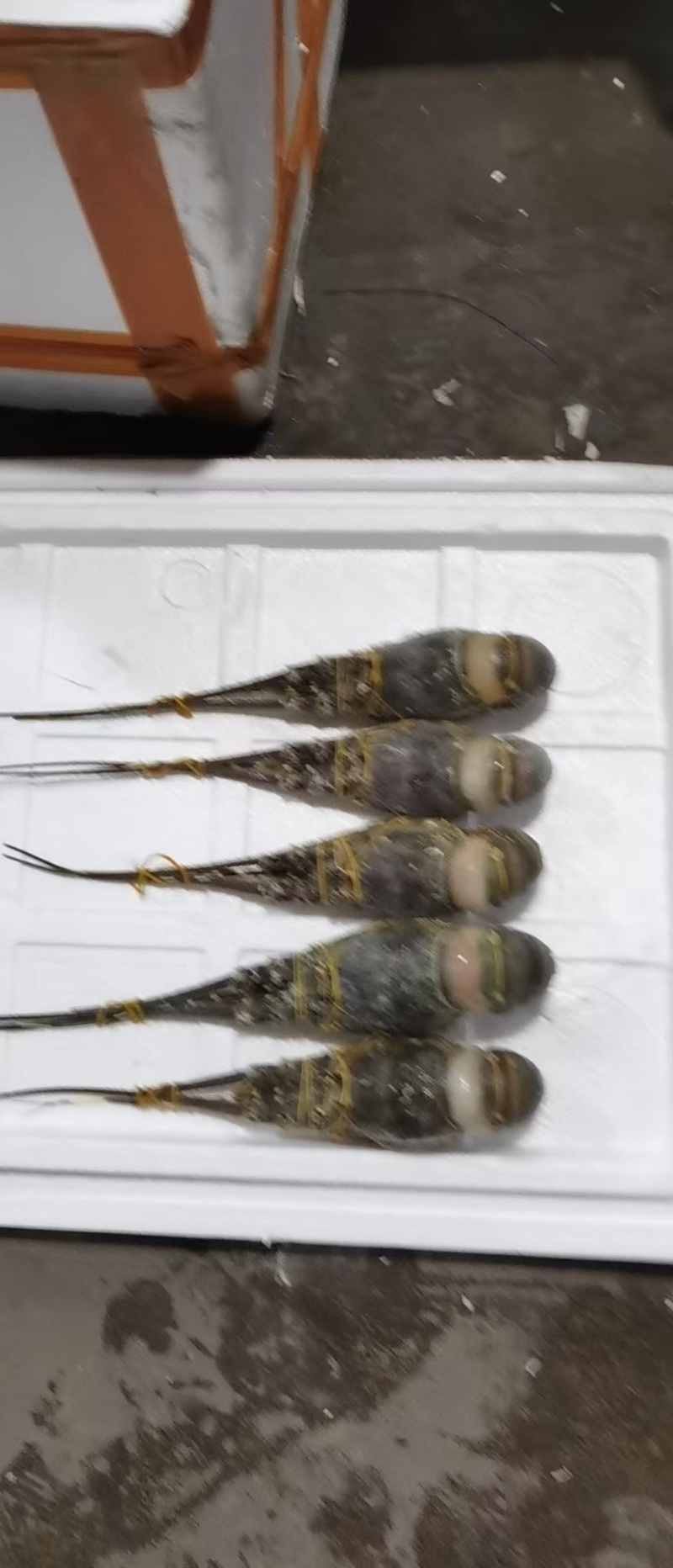 小青龙全规格有货！一手货源.