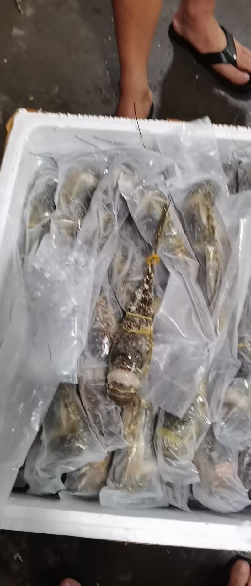 小青龙全规格有货！一手货源.