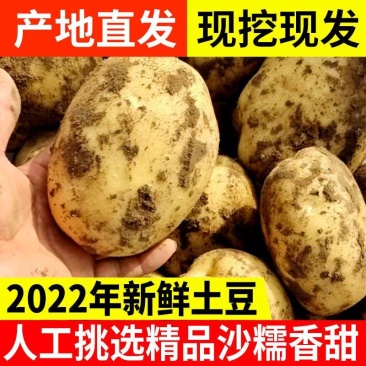 【实力通许县精品土豆大量有货质优价廉欢迎订购