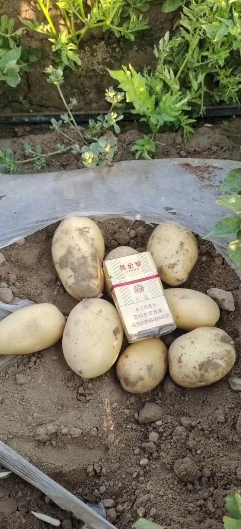 【实力通许县精品土豆大量有货质优价廉欢迎订购