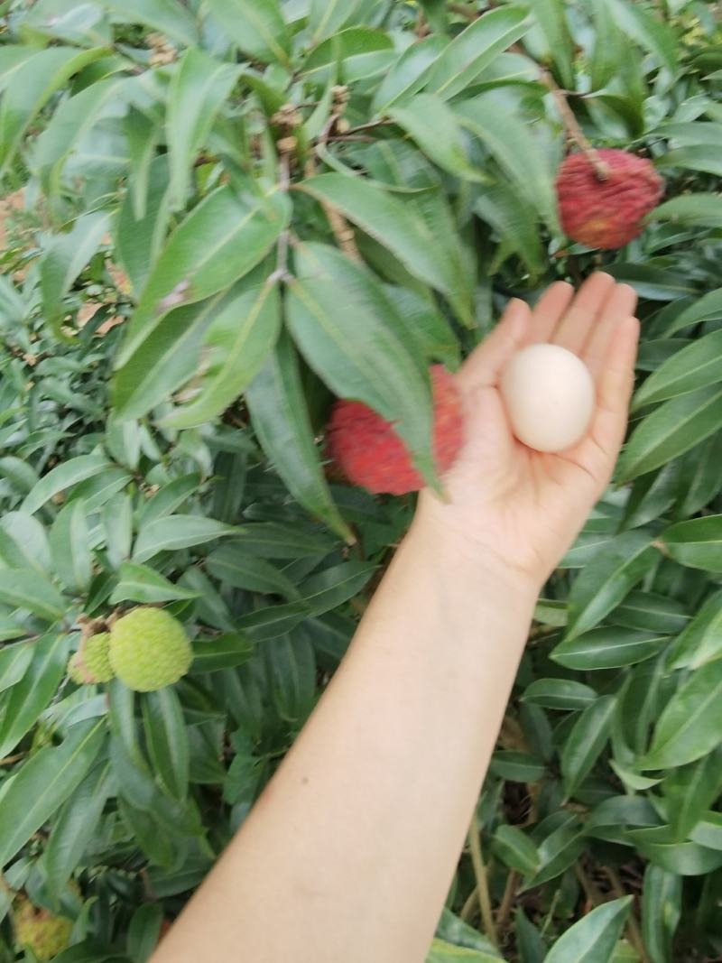 鸡蛋冰荔枝王树苗