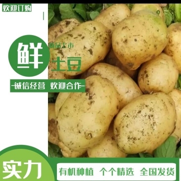 精品土豆大量有货个大饱满质优价廉欢迎订购