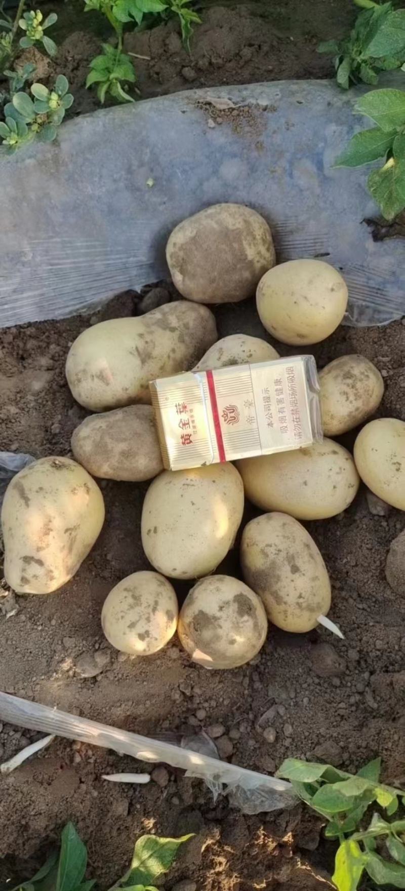 精品土豆大量有货个大饱满质优价廉欢迎订购