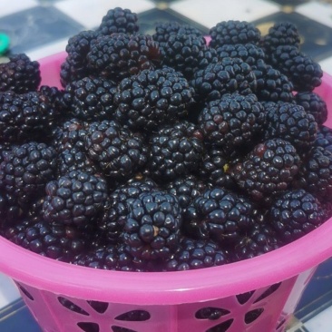 覆盆子黑莓