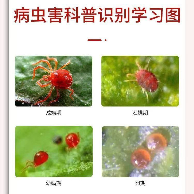 联苯肼脂乙螨唑红蜘蛛专用药杀虫剂柑橘果树蔬菜花卉杀螨剂