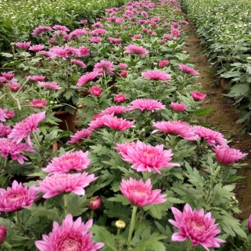多头观赏菊花