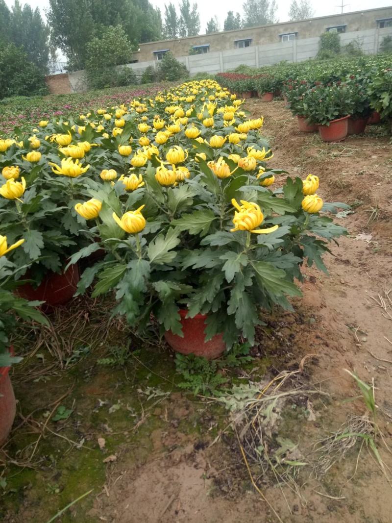 多头观赏菊花