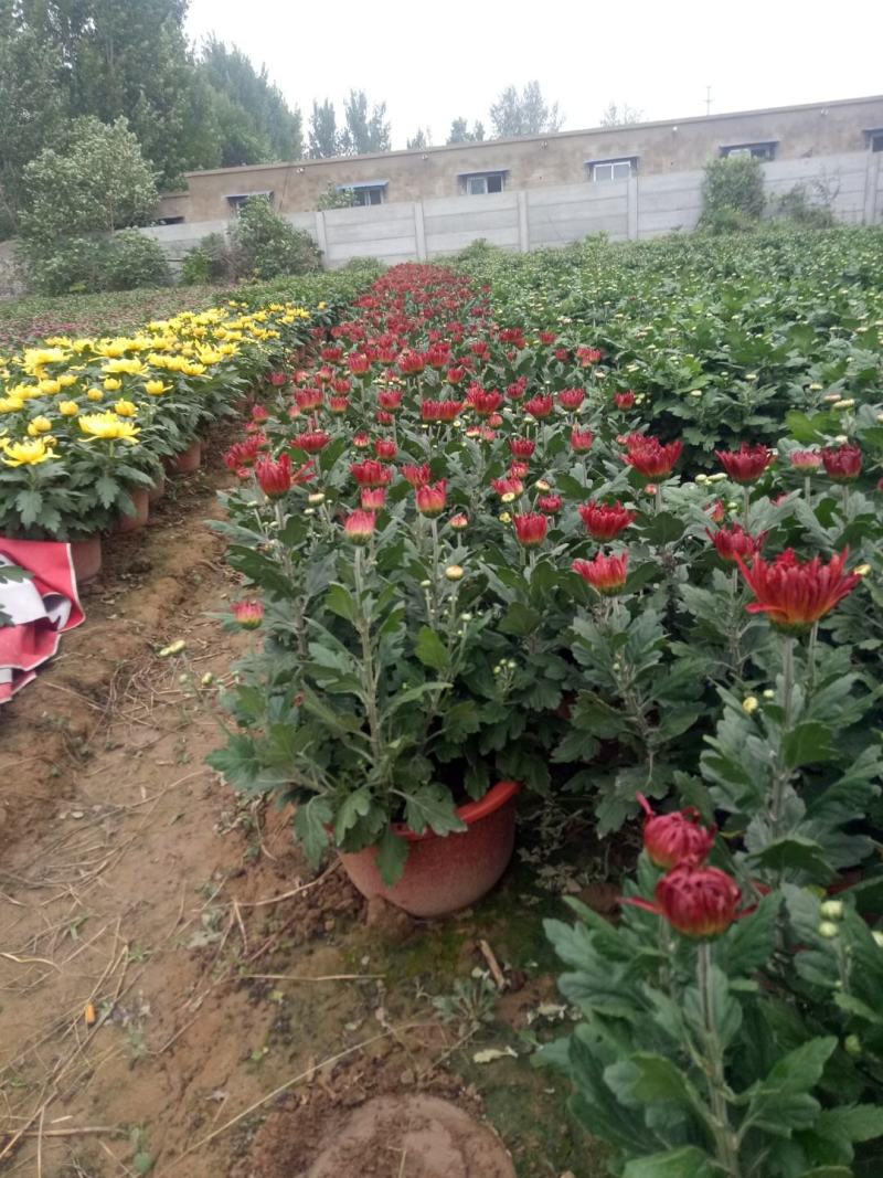 多头观赏菊花