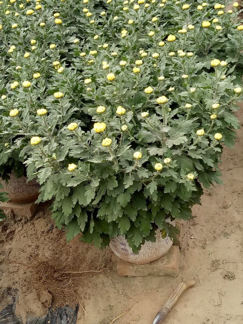 多头观赏菊花