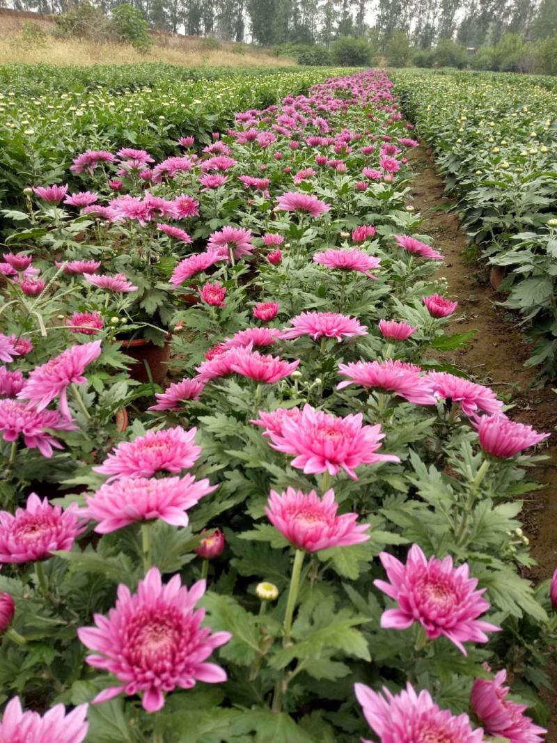 多头观赏菊花