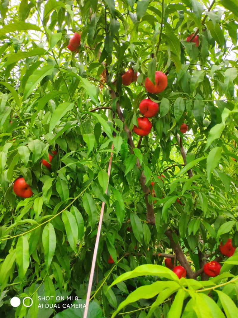 油蟠桃