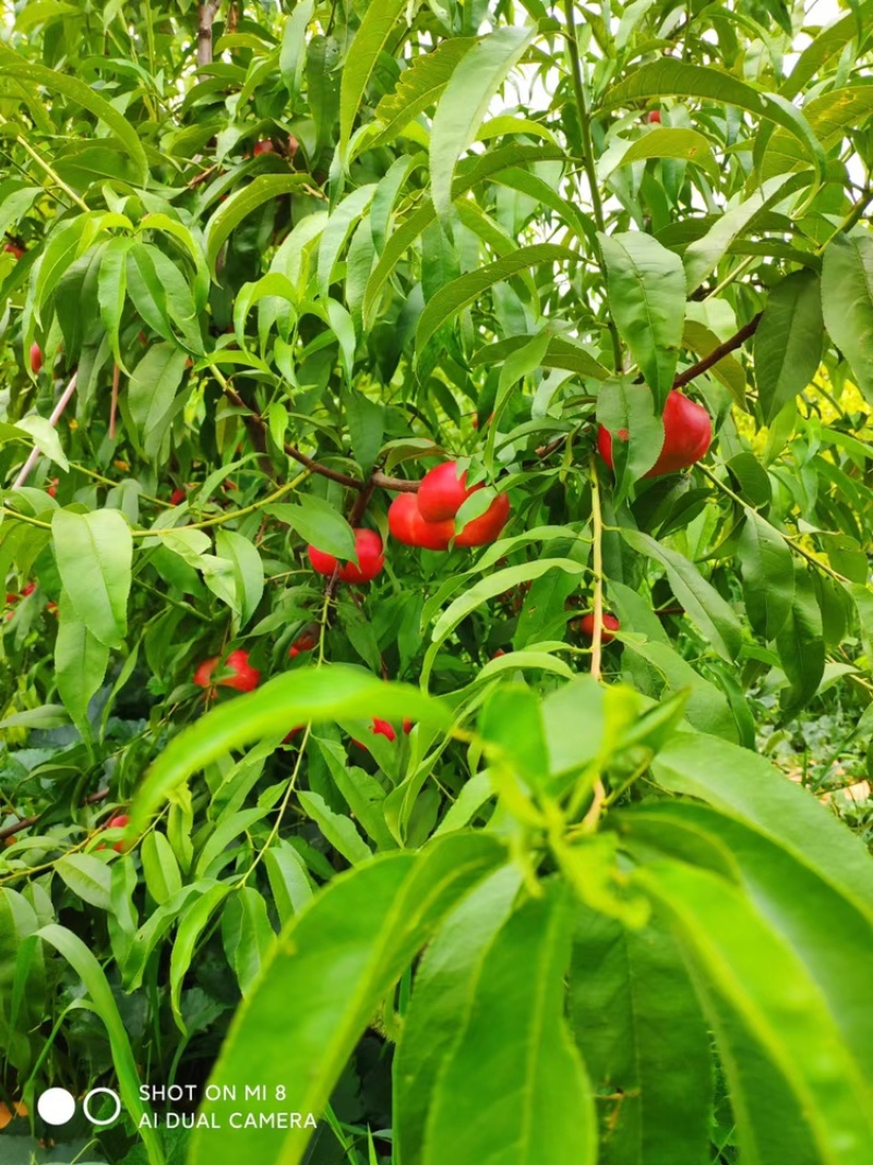 油蟠桃