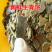 青饼菜籽黄饼厂家直销量大从优全国发货