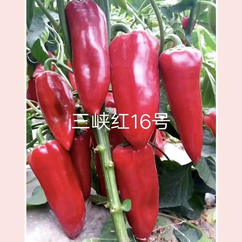 三峡红16号红椒种子红果硬果大肉厚深红色抗病囗感好商品性