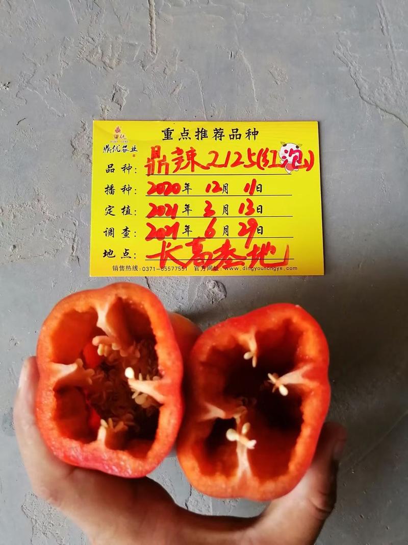 三峡红16号红椒种子红果硬果大肉厚深红色抗病囗感好商品性