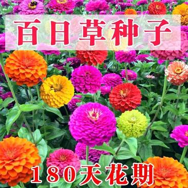 百日草花种子四季易成活太阳百日菊花坛阳台种植景观花海