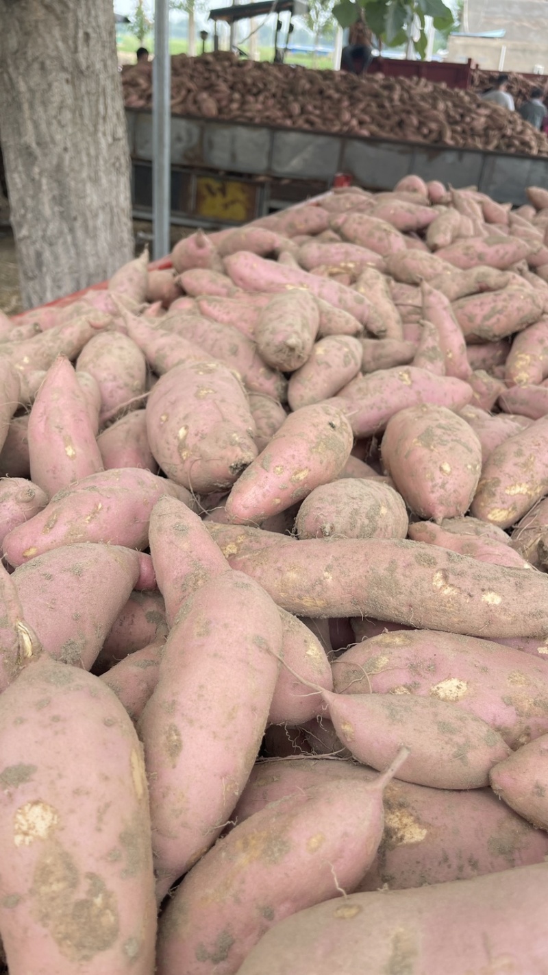开封沙土地龙久现在大量上市，有需要客户朕系