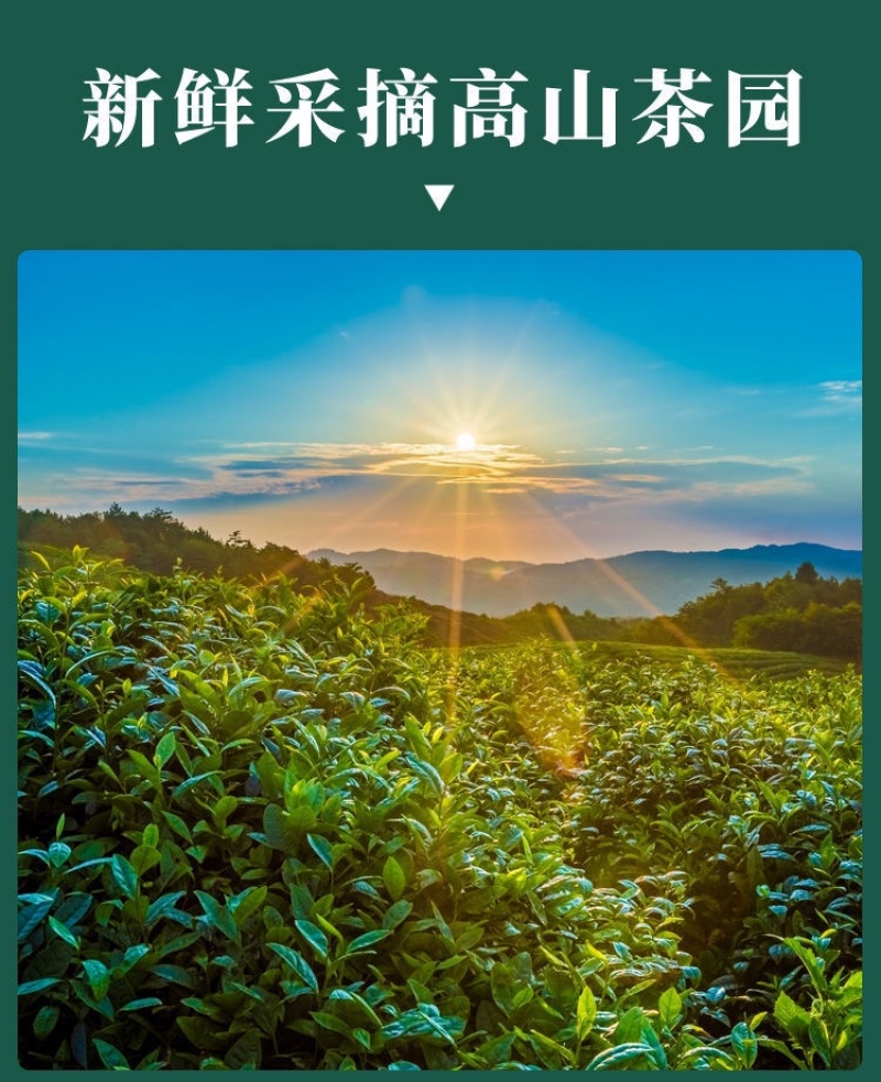 猴魁新茶手工绿茶茶叶礼盒包装250克