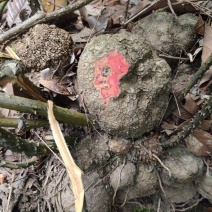 野生广西薯莨，野生血三七