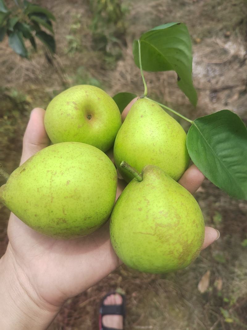 梨，皮薄肉多，细沙，小核，，，，，，，，