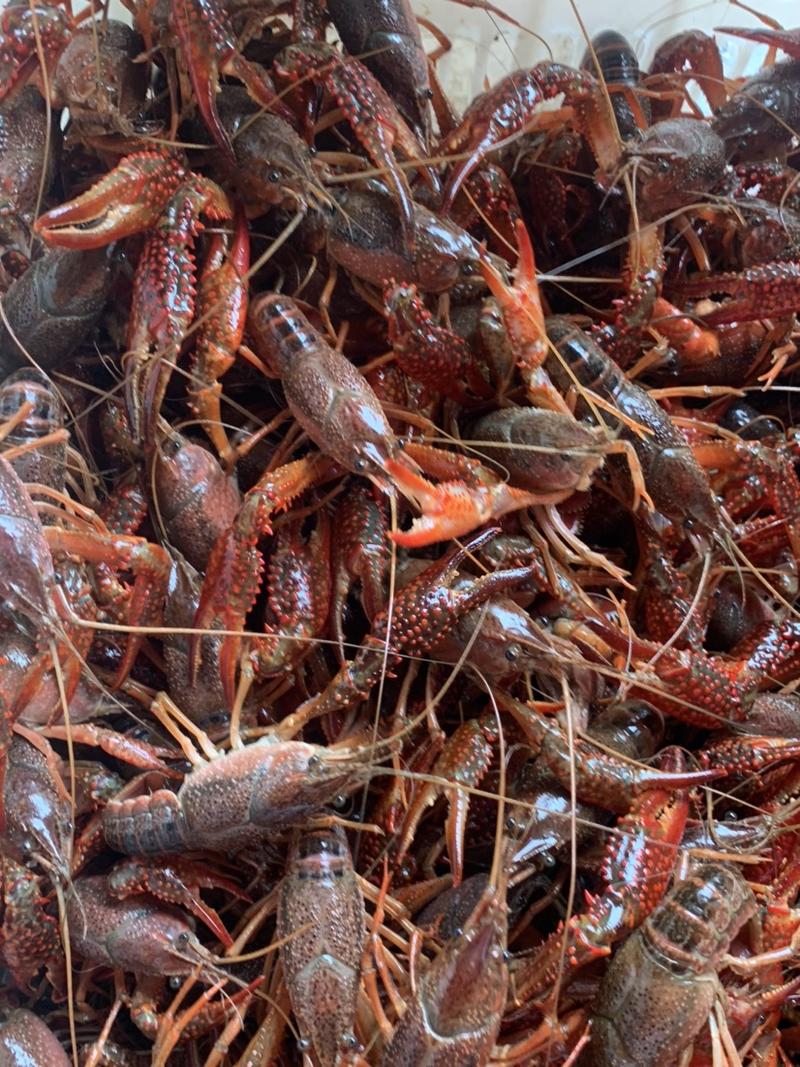 江苏淡水养殖小龙虾基地，水质清澈，肉质细嫩，地板干净，