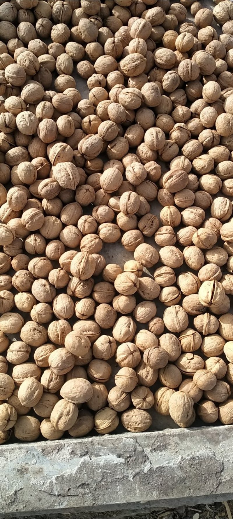 新疆核桃