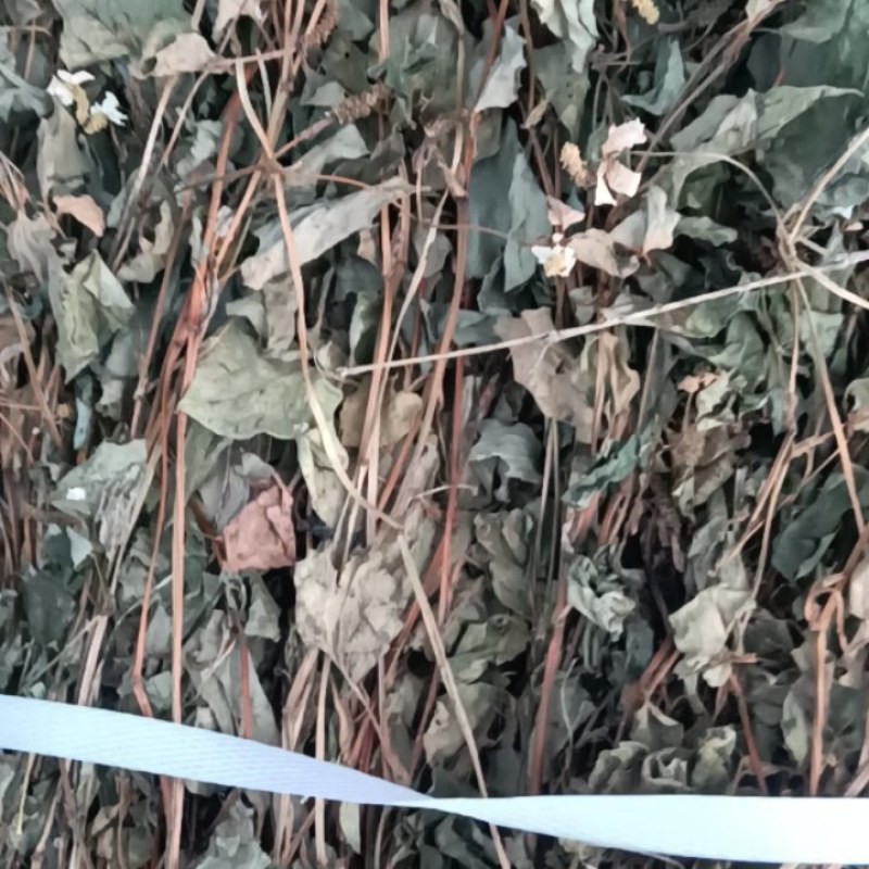 野生鱼腥草，青色，一手货源