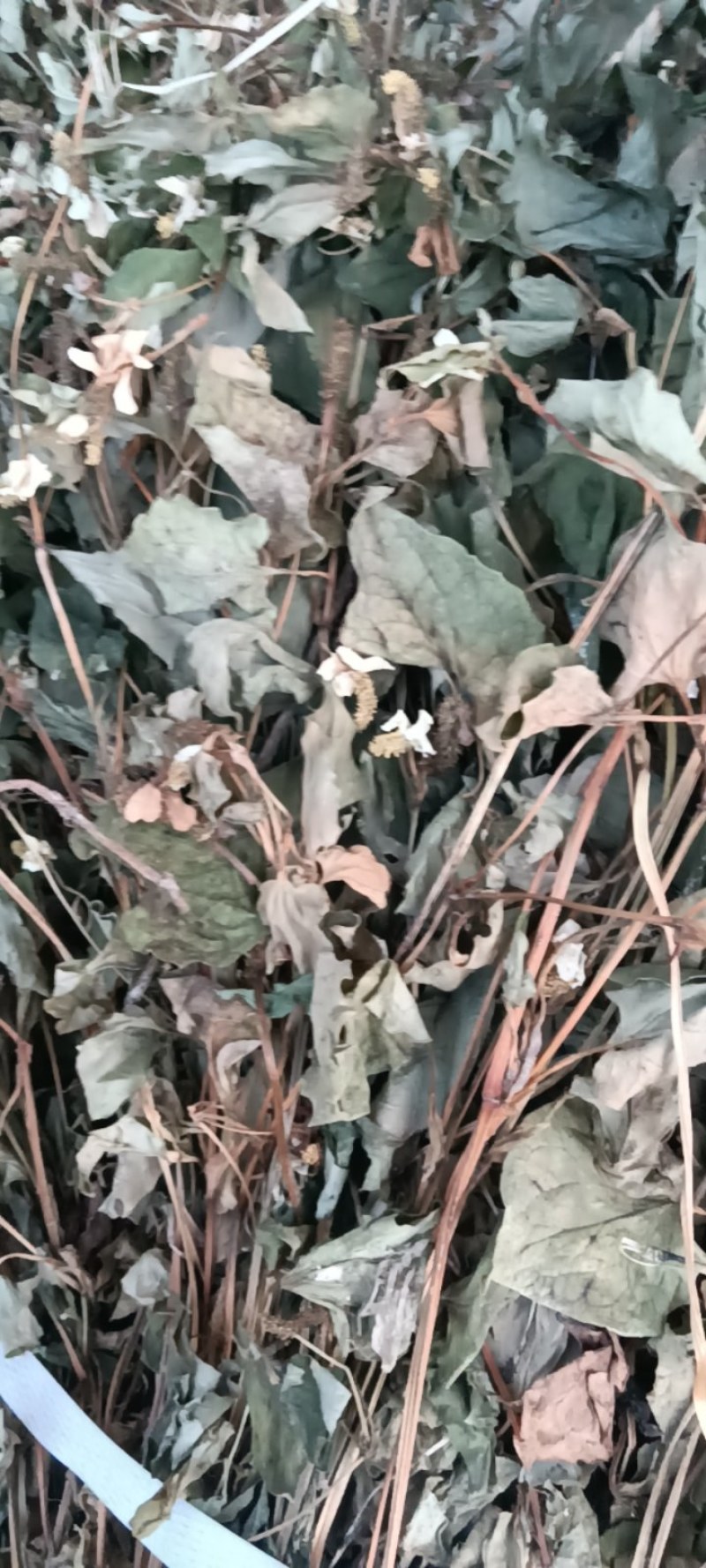 野生鱼腥草，青色，一手货源