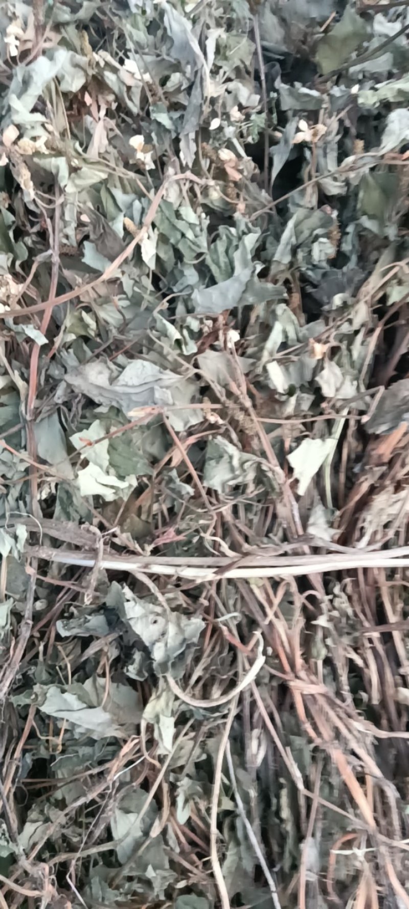 野生鱼腥草，青色，一手货源