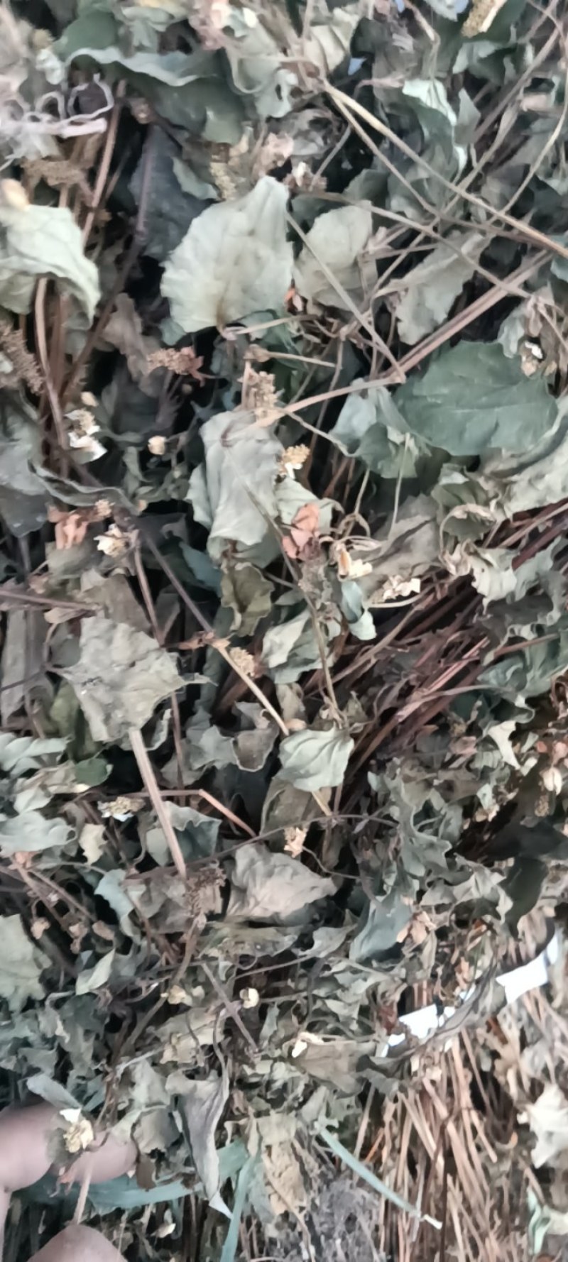 野生鱼腥草，青色，一手货源