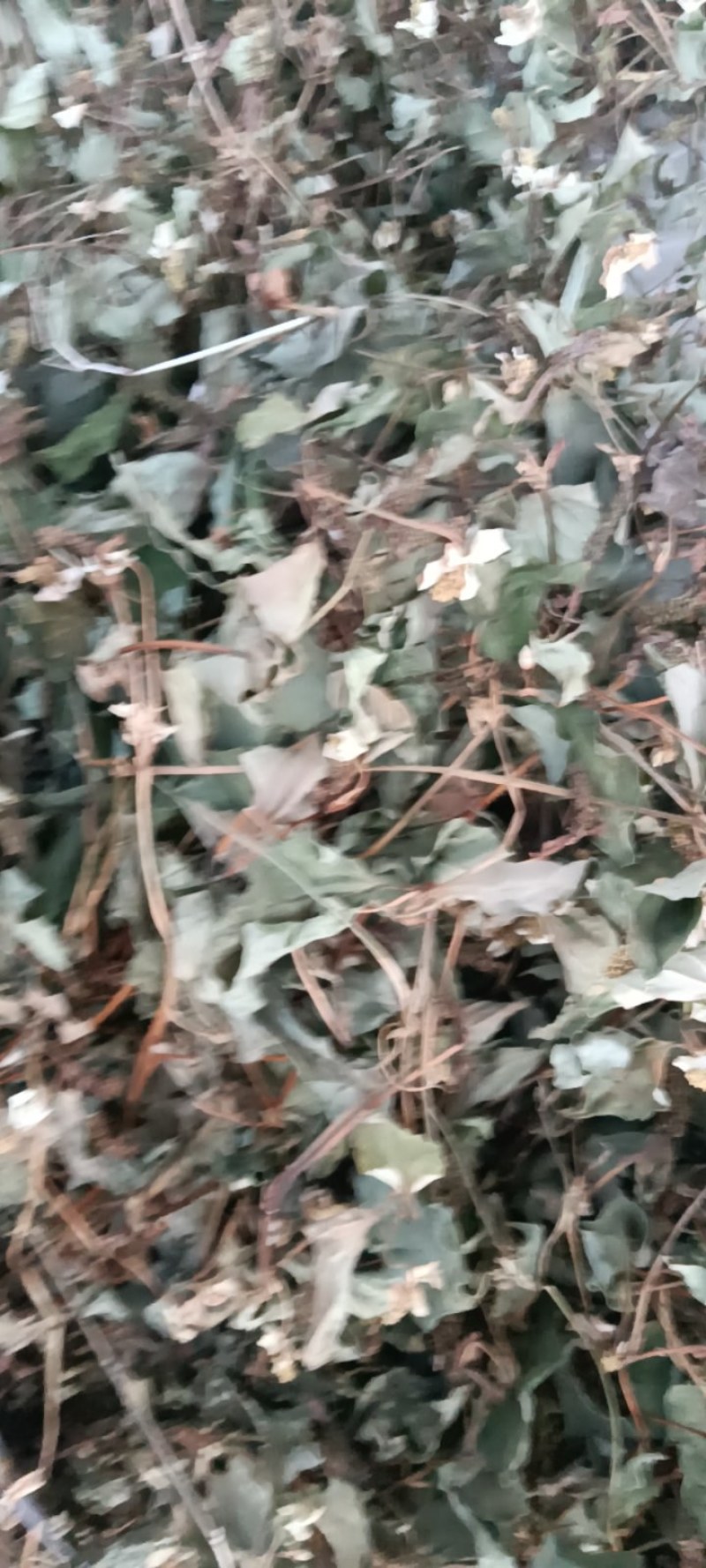 野生鱼腥草，青色，一手货源