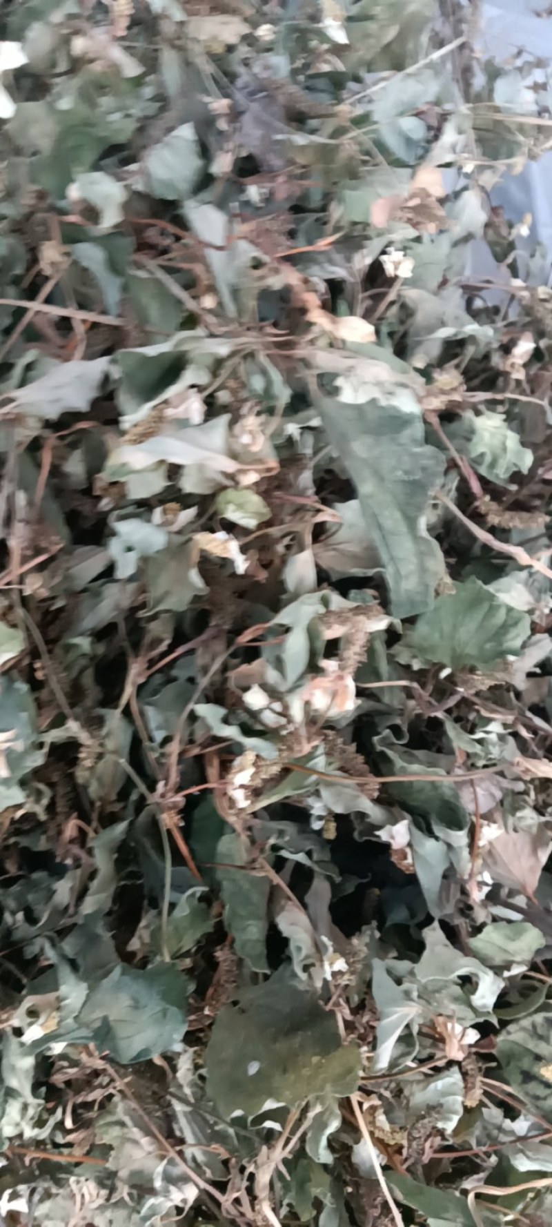 野生鱼腥草，青色，一手货源