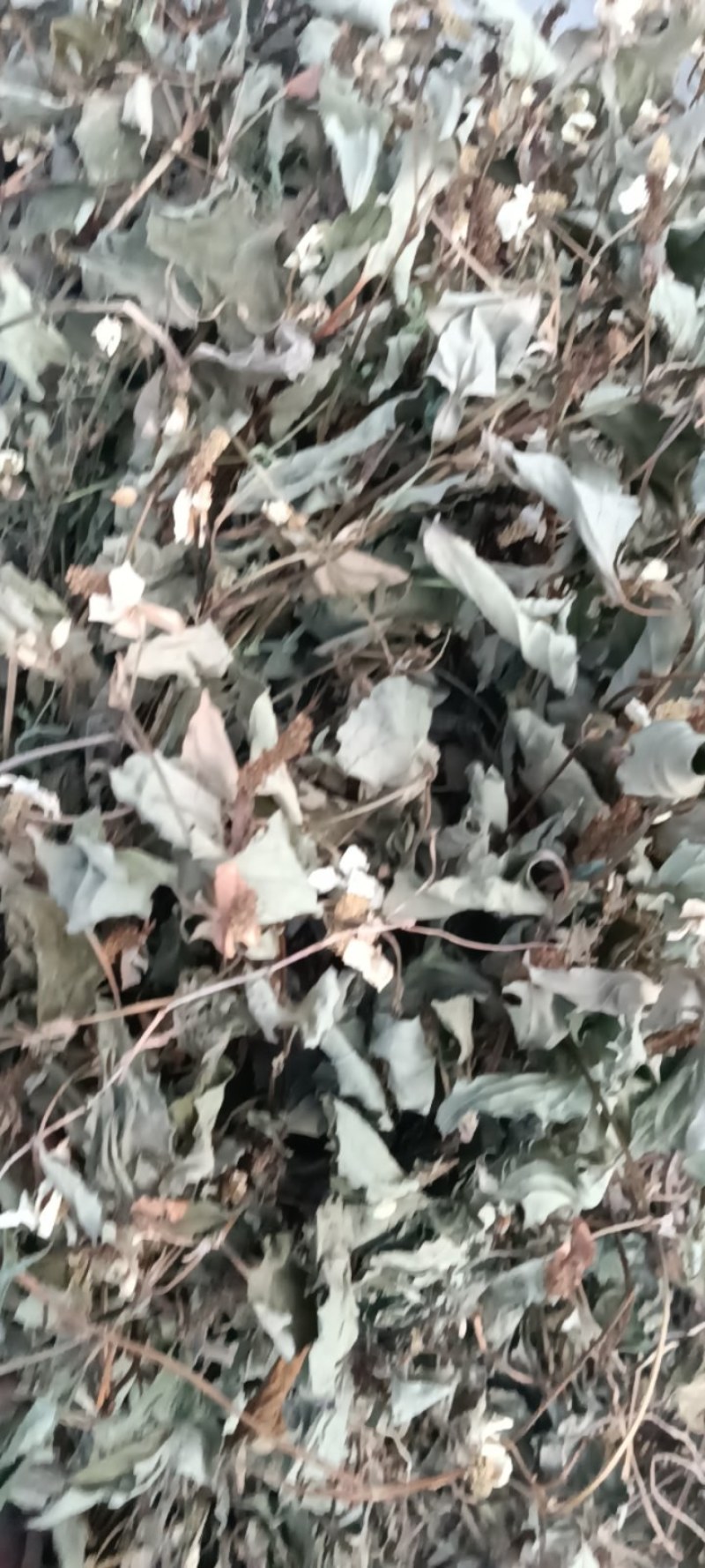 野生鱼腥草，青色，一手货源