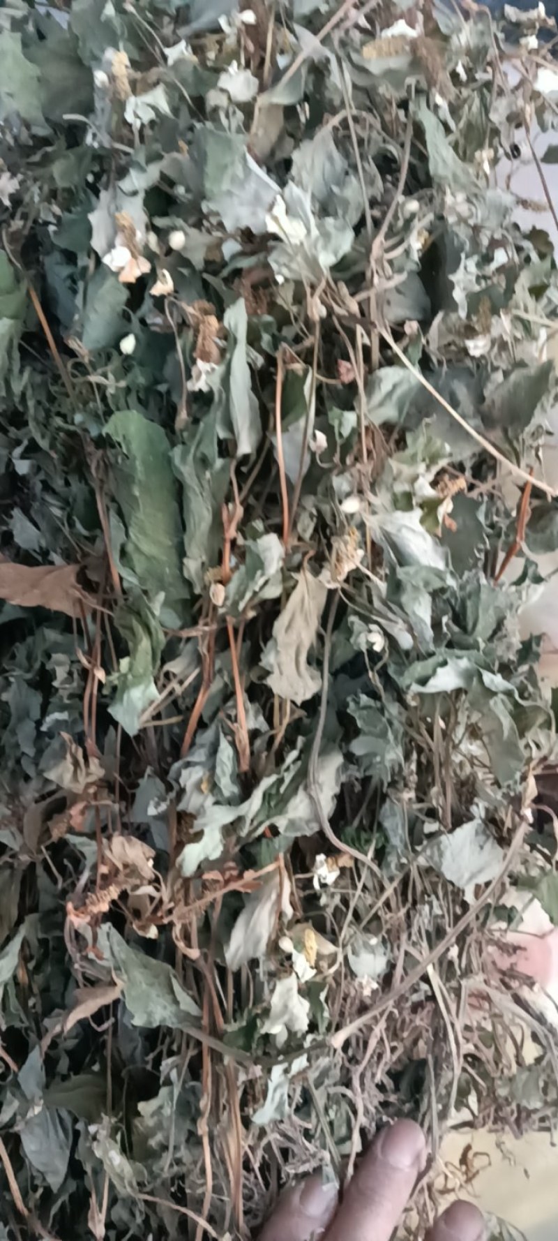 野生鱼腥草，青色，一手货源