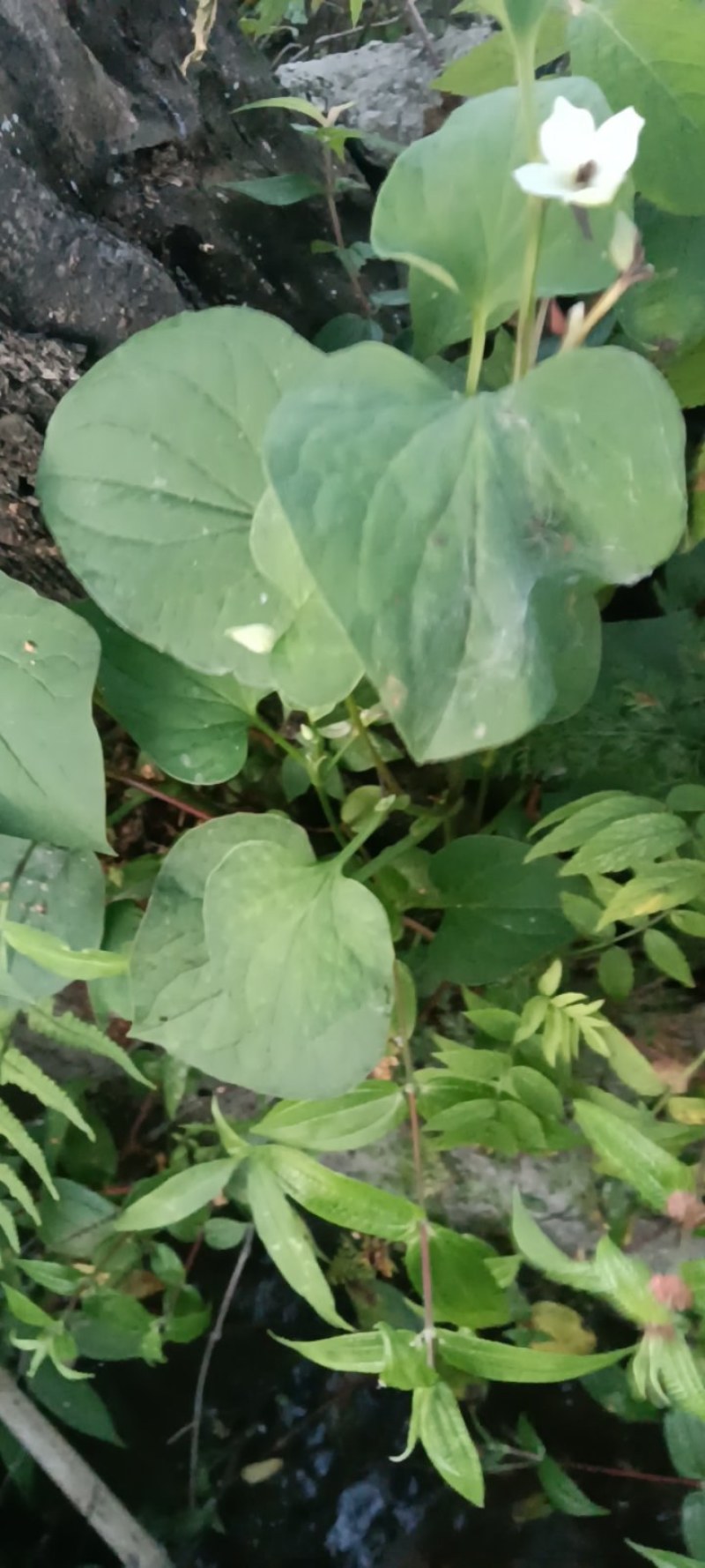野生鱼腥草，青色，一手货源