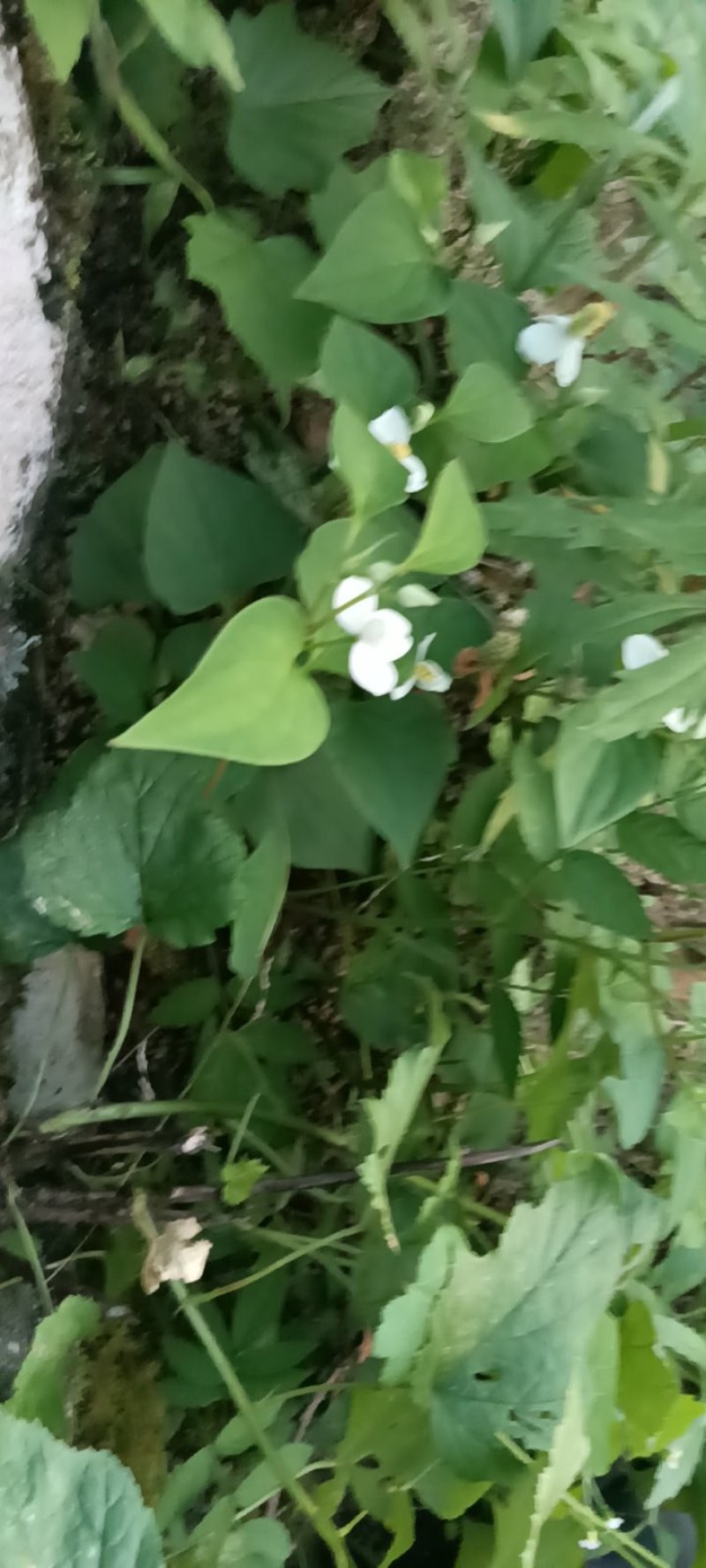 野生鱼腥草，青色，一手货源