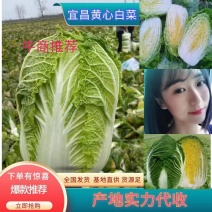 [荐]黄心白菜大白菜白菜看货论价保质保量欢迎订购