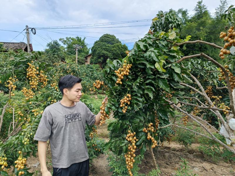 六月26号，浦北黑金刚黄皮果，这两天就可以采摘。成串成捧