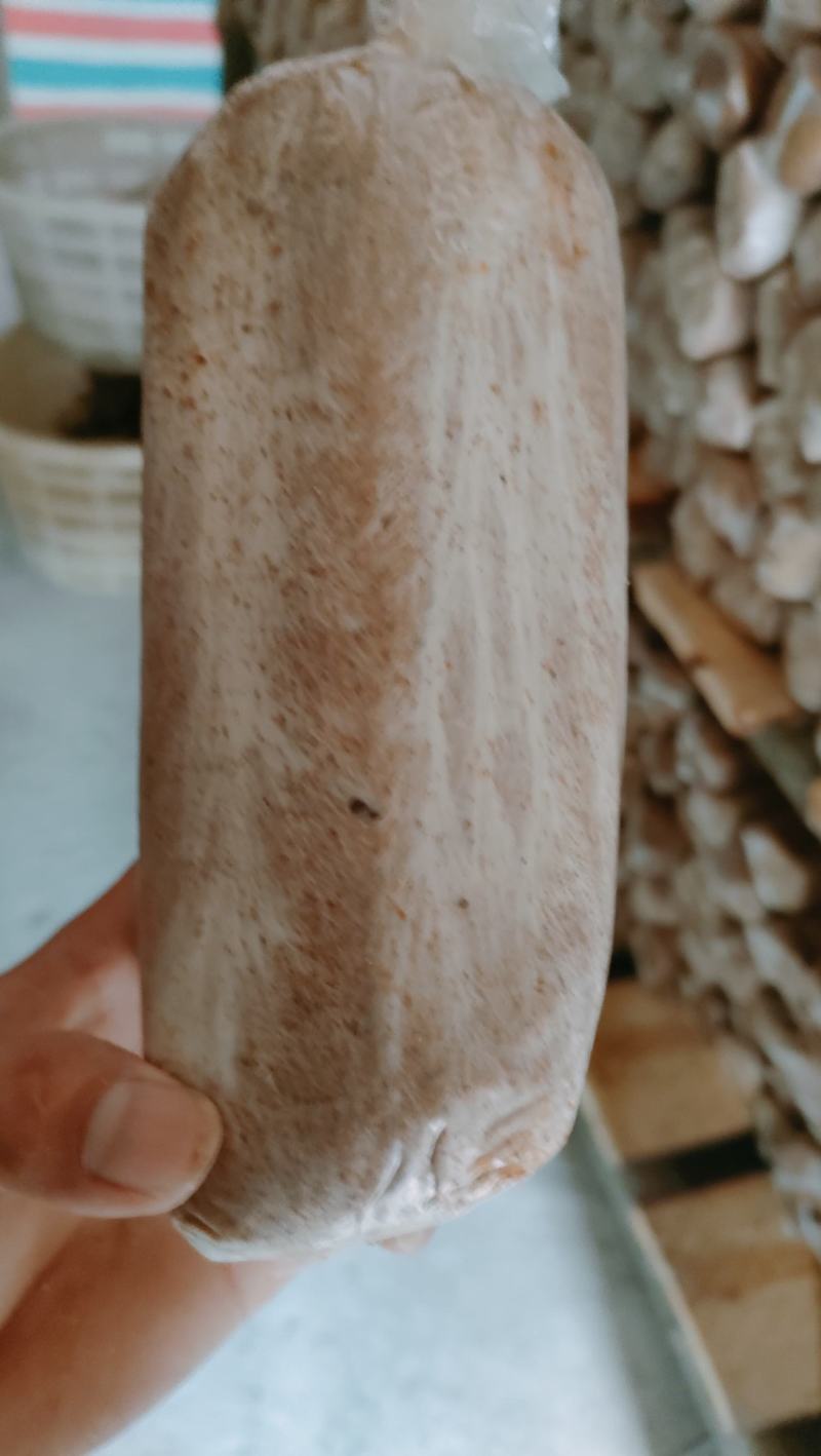 茯苓菌种出售，茯苓包回收量大从优。