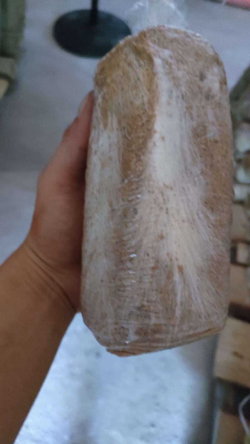 茯苓菌种出售，茯苓包回收量大从优。