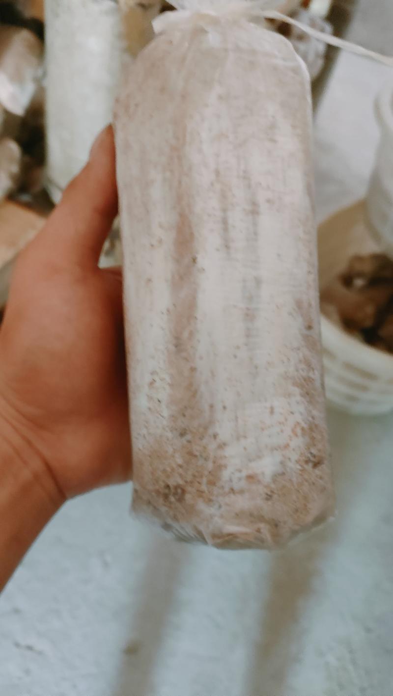 茯苓菌种出售，茯苓包回收量大从优。