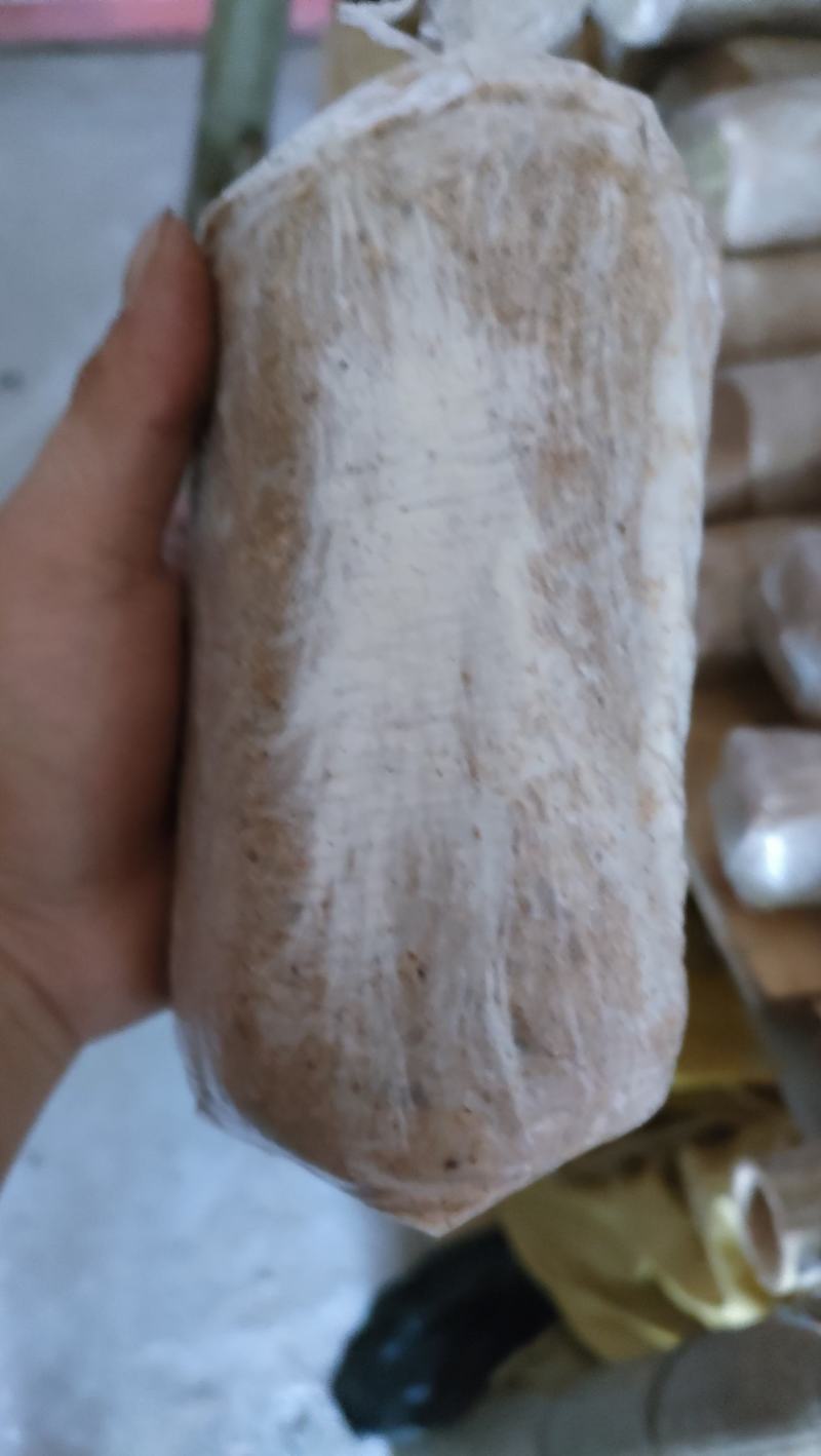 茯苓菌种出售，茯苓包回收量大从优。