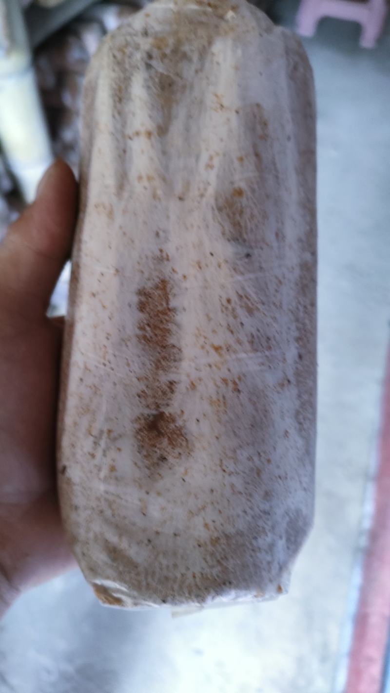 茯苓菌种出售，茯苓包回收量大从优。