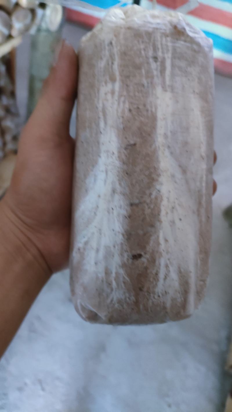 茯苓菌种出售，茯苓包回收量大从优。