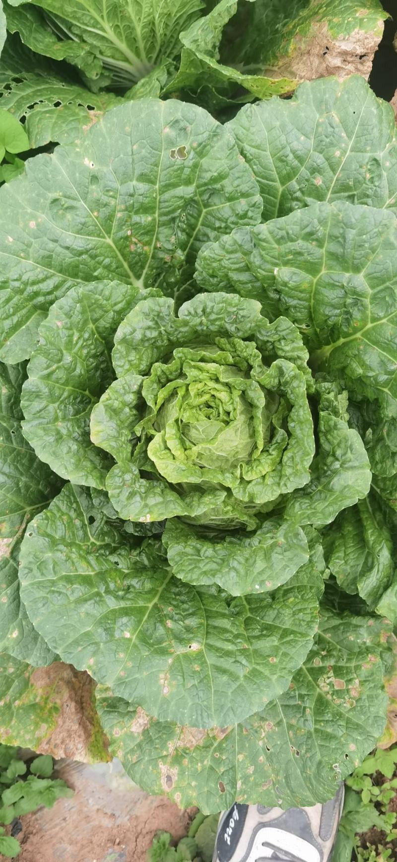 白菜